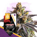 Godfather OG (Zamnesia Seeds) feminizovaná