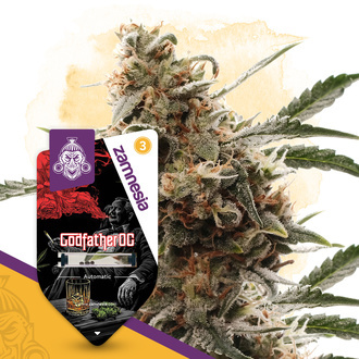 Godfather OG Samonakv&eacute;tac&iacute; (Zamnesia Seeds) feminizovan&aacute;