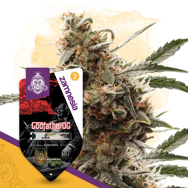 Godfather OG Samonakvétací (Zamnesia Seeds) feminizovaná