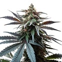 Cap Junky (Blimburn Seeds) feminizovaná