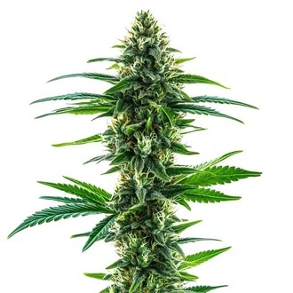 Khalifa Kush (Blimburn Seeds) feminizovaná