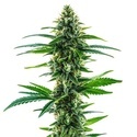 Khalifa Kush (Blimburn Seeds) feminizovaná