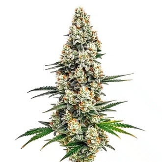 Stardawg (Blimburn Seeds) feminizované
