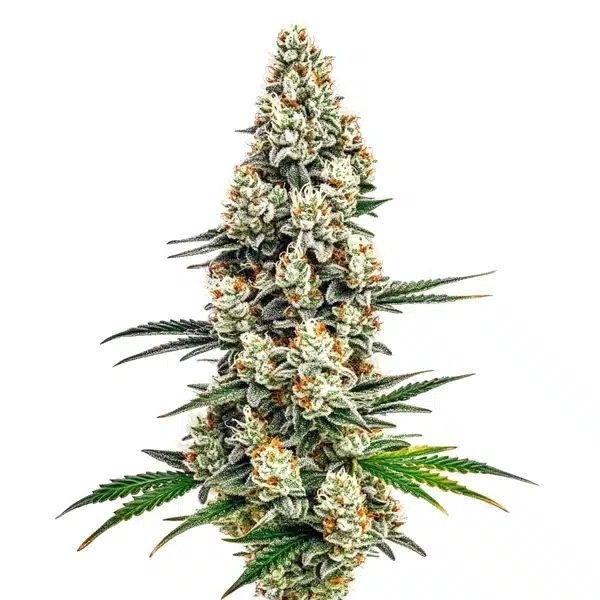 Stardawg (Blimburn Seeds) feminizované