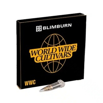 Stardawg (Blimburn Seeds) feminizovan&eacute;