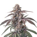 Pinkman Goo (Blimburn Seeds) feminizovaná