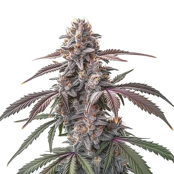 Pinkman Goo (Blimburn Seeds) feminizovaná
