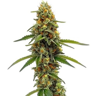 CBD ACDC (Blimburn Seeds) feminizovaná