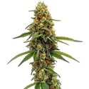 CBD ACDC (Blimburn Seeds) feminizovaná