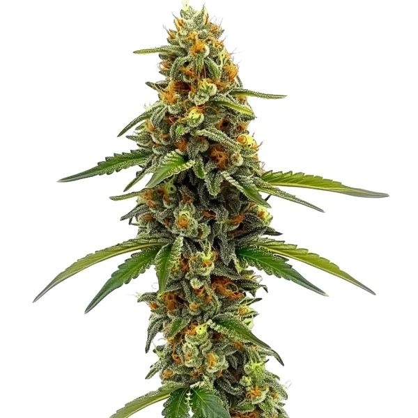 CBD ACDC (Blimburn Seeds) feminizovaná