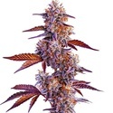 Trop Cherry (Blimburn Seeds) feminizované