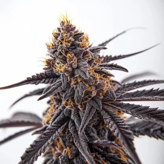 Donny Burger (Blimburn Seeds) feminizovan&aacute;
