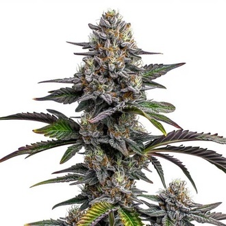 Glitter Bomb (Blimburn Seeds) feminizovan&aacute;
