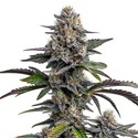 Glitter Bomb (Blimburn Seeds) feminizovaná