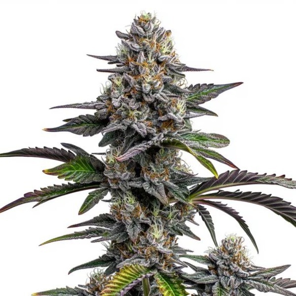 Glitter Bomb (Blimburn Seeds) feminizovaná