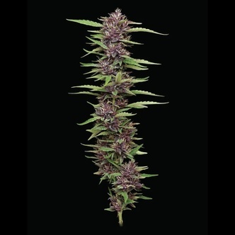 PPD (Humboldt Seed Company) feminizovan&aacute;