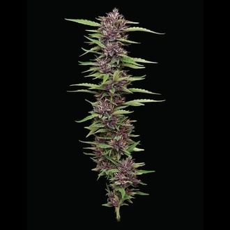 PPD (Humboldt Seed Company) feminizovan&aacute;