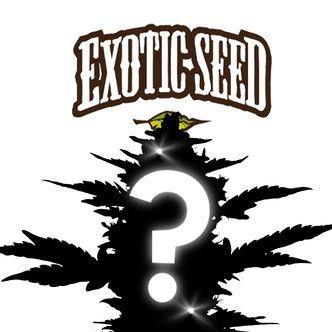 Autoflower Mystery Seed 1 (Exotic Seed)