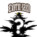 Feminized Mystery Seed 1 (Exotic Seed)