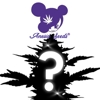 Feminized Tajemn&eacute; sem&iacute;nko 1 (Anesia Seeds)