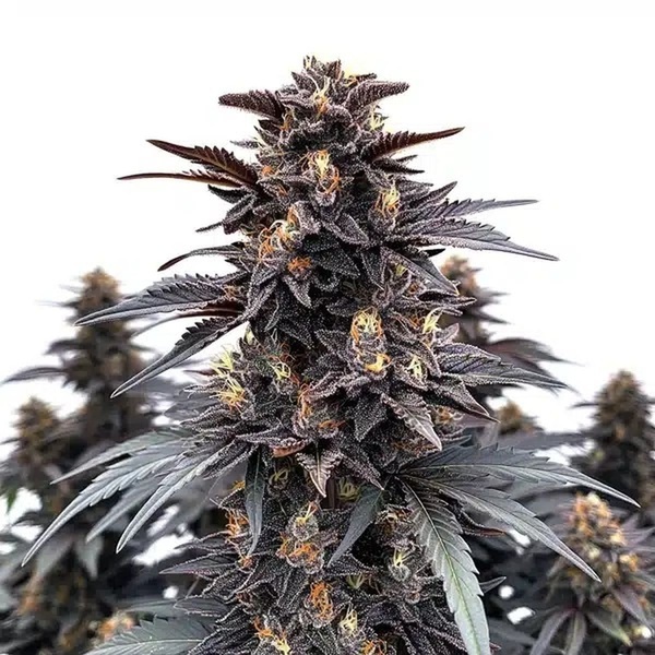 Indigo Sapphire (Blimburn Seeds) feminizovaná