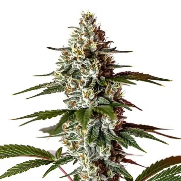 Permanent Marker x Banana Cream (Blimburn Seeds) feminizovaná