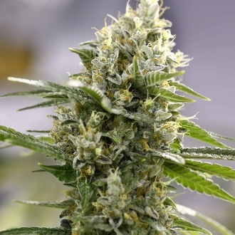 Lemon Haze Samonakv&eacute;tac&iacute; (Expert Seeds) feminizovan&aacute;
