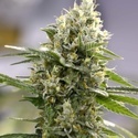 Lemon Haze Samonakvétací (Expert Seeds) feminizovaná