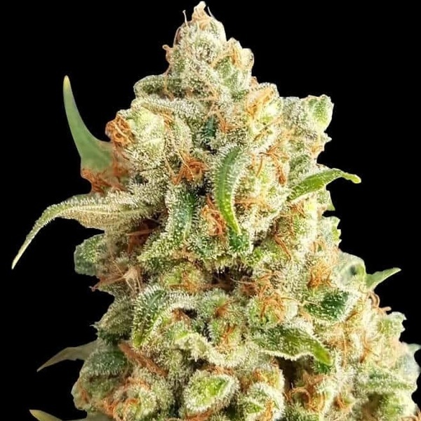 New York Diesel Auto (Expert Seeds) feminizovaná
