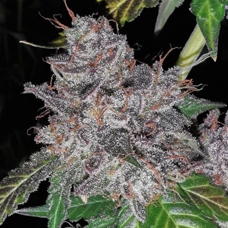 Rainbow Cake (Pheno Finder) Feminizovan&aacute;