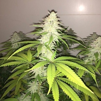 Simple Wedding Cake S1 (Pheno Finder) Feminizovan&aacute;
