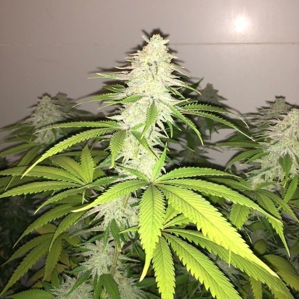 Simple Wedding Cake S1 (Pheno Finder) feminizovaná