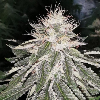 MAC 11 (Pheno Finder) feminizovan&aacute;