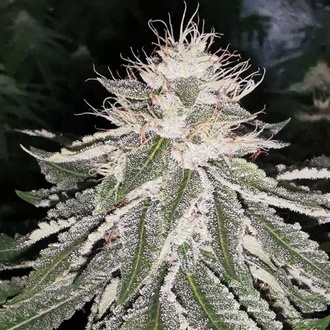 MAC 11 (Pheno Finder) Feminizovan&aacute;