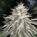 MAC 11 (Pheno Finder) Feminizovaná
