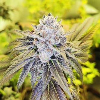Double Slurry (Pheno Finder) feminizovan&aacute;