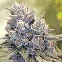 Auto Fruity Kuntz (Pheno Finder) Feminizovaná