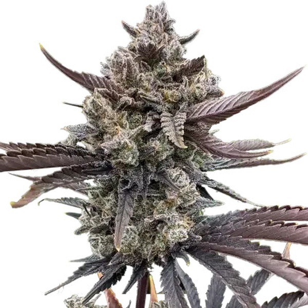 Banana Purple Punch Auto RF3 (FastBuds) feminizovaná