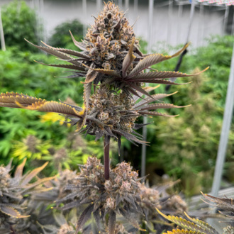 Banana Purple Punch Auto RF3 (FastBuds) feminizovaná