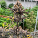 Banana Purple Punch Auto RF3 (FastBuds) feminizovaná
