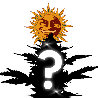 Feminized Mystery Seed 1 (Barney's Farm)