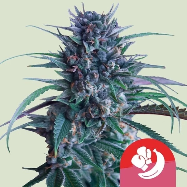 Banana Brawler (Royal Queen Seeds) feminizovaná