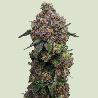 Cosmic Cheddar F1 (Royal Queen Seeds) feminizovan&aacute;