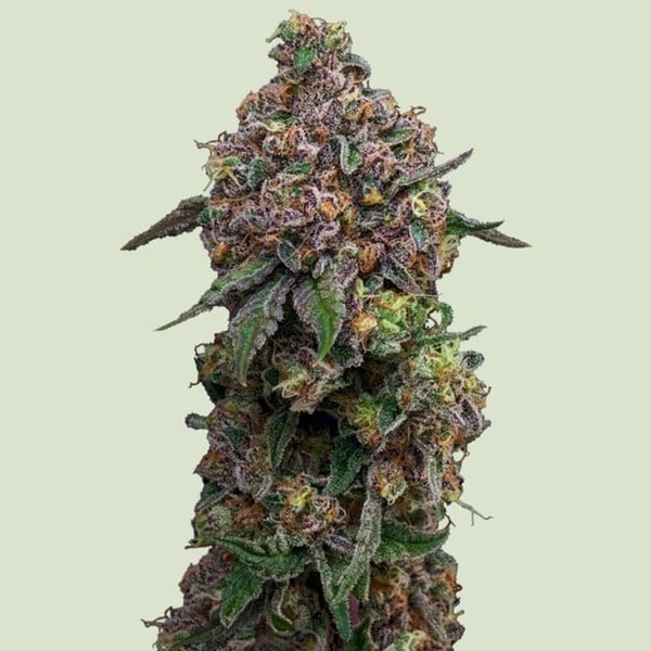 Cosmic Cheddar F1 (Royal Queen Seeds) feminizovaná