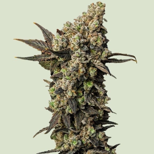 Astro Lemonade F1 (Royal Queen Seeds) feminizovaná