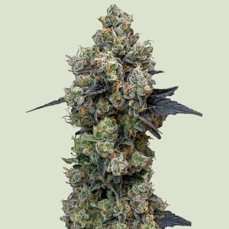 Orbutal Banana F1 (Royal Queen Seeds) feminizovan&aacute;