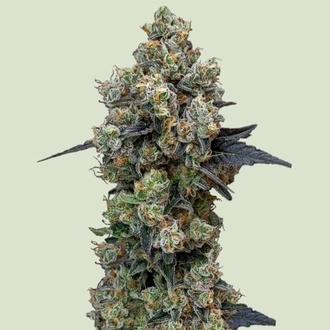 Orbital Banana F1 (Royal Queen Seeds) feminizovan&aacute;