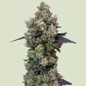 Orbital Banana F1 (Royal Queen Seeds) feminizovaná