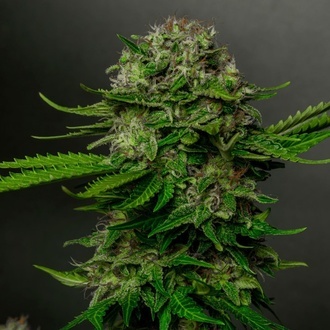 Oreoz x Spritzer (Vision Seeds) feminizovan&aacute;