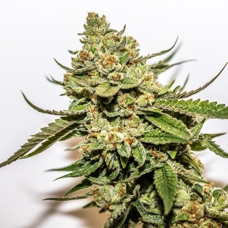 Cereal Milk x OG Kush (Vision Seeds) feminizovan&aacute;